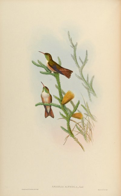 Amazilia amazilia alticola by John Gould